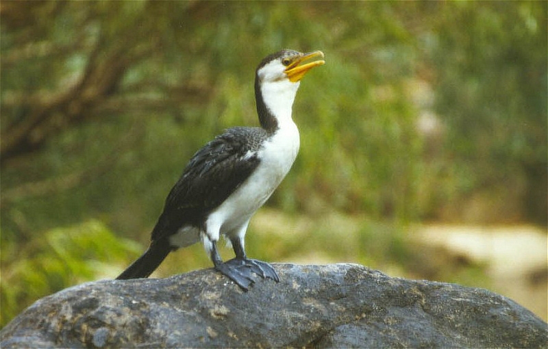 677_Kleine bonte aalscholver, Katherine Gorge.jpg